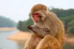 Pastillas del antiviral obeldesivir curan la infección por virus del Ébola en monos Mono Macaco Rhesus junto a un embalse