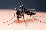 El medicamento nitisinona puede combatir la malaria volviendo la sangre humana letal para los mosquitos Mosquito ingiere sangre humana a través de la piel