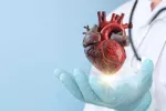 Una terapia génica muestra eficacia contra una enfermedad cardíaca letal en hombres jóvenes Modelo de corazón flota sobre la mano extendida de un sanitario
