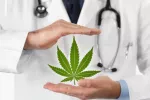 Estudio científico apoya el uso de la marihuana para aliviar síntomas del cáncer Fotograma de una planta de marihuana entre las manos de un médico