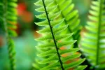 Helecho prehistórico Polypodium leucotomos Helecho Polypodium leucotomos con propiedades fotoprotectoras