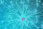 Astrocitos en el cerebro humano Ilustración de la red de neuronas del sistema nervioso