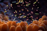 La microbiota intestinal está implicada en la aterosclerosis Bacterias intestinales. Microbioma.