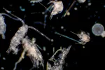 Plancton, organismos que flotan en océanos y mares Plancton al microscopio flotando en el agua