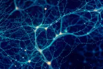 Neuronas cerebrales moldean lo que sentimos Compleja red de conexiones neuronales