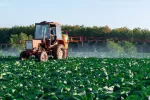 Fumigación con un plaguicida de un cultivo de verduras Hombre en tractor rocía con pesticidas un campo de cultivo de hortalizas