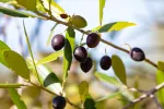 Ramas del olivo silvestre acebuche con aceitunas Ramas de acebuche u olivo silvestre de la cuenca mediterránea