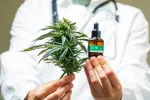 Médico muestra una planta de marihuana y aceite de cannabis medicinal Doctor sostiene en sus manos una planta de marihuana y un frasco con aceite de cannabis