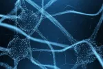 Enzimas protectoras epigenéticas de las neuronas Red de neuronas cerebrales sobre un fondo azul