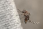 Mosquito transmisor del chikungunya