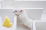Logran revertir la pérdida de memoria en ratones
