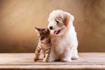 Un gatito se apoya sobre un perro pequeño