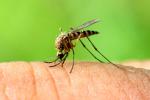 Primer caso de chikungunya autóctono en España