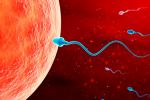Esperma accediendo al óvulo para fertilizarlo