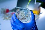Diseñan una macropartícula que bloquea el virus del Ébola