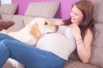 Vivir con un perro es beneficioso para la embarazada