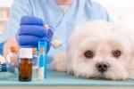 Fármaco para el linfoma del perro