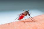 Mosquito que provoca la fiebre amarilla
