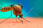 Mosquito que provoca malaria