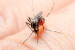 Mosquito transmisor del virus del Nilo