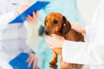 La oncología comparada canina, una ayuda contra el cáncer en humanos