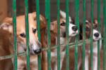 Tres perros miran a la cámara tras los barrotes de su jaula en una perrera