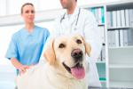 Perros entrenados para detectar el cáncer de próstata