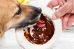 Intoxicación por chocolate en perros en Navidad