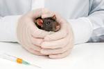 Vacuna del Sida en ratones