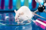 Un ratón es vacunado en un laboratorio