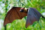 Murciélago portador de un virus parecido al ébola