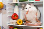 Alimentos prohibidos y no recomendados para los gatos