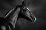 Retrato de un caballo árabe