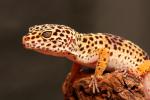 Gecko leopardo