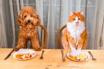 Dieta BARF para perros y gatos