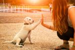 Cómo educar a tu perro sin castigos