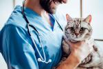 Elegir un buen veterinario