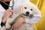 Cachorro de perro en brazos del veterinario