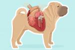 Enfermedad del gusano del corazón en el perro