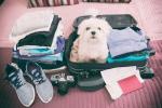 Viajar con tu mascota