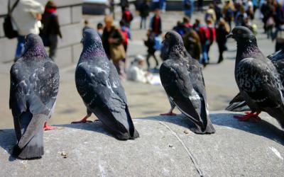Grupo de palomas en una ciudad