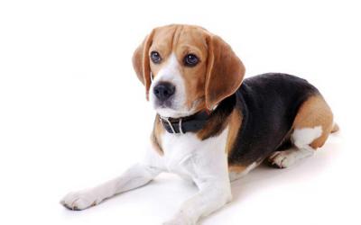 Perro de raza beagle