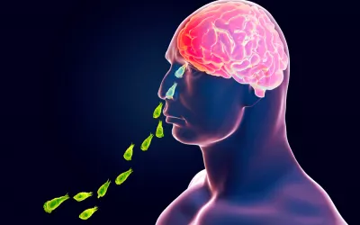 Ameba comecerebros, un parásito mortal Ameba comecerebros, un parásito mortal