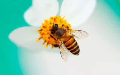 Animales polinizadores, claves en la nutrición humana Abeja polinizando una flor