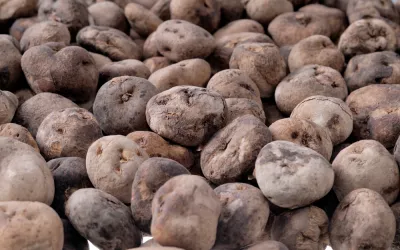 Chuño andino, la patata eterna Chuño andino