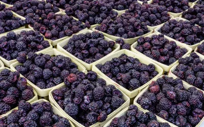 Frambuesas colon Frambuesas negras, un arma preventiva frente al cáncer de colon