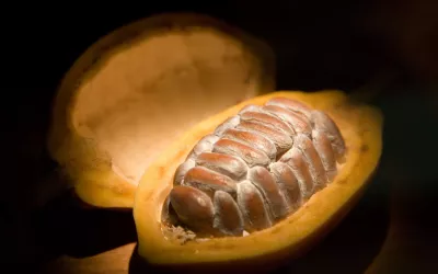 Cultivo del chocolate Historia y cultivo del chocolate