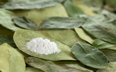Historia de la cocaína Hoja y polvo de cocaína