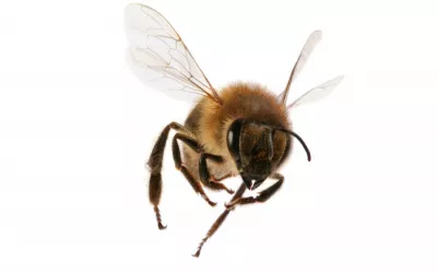 Mitridatismo veneno Mitridatismo: La resistencia al veneno