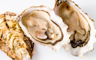La perla de las ostras Ostra con una perla en su interior